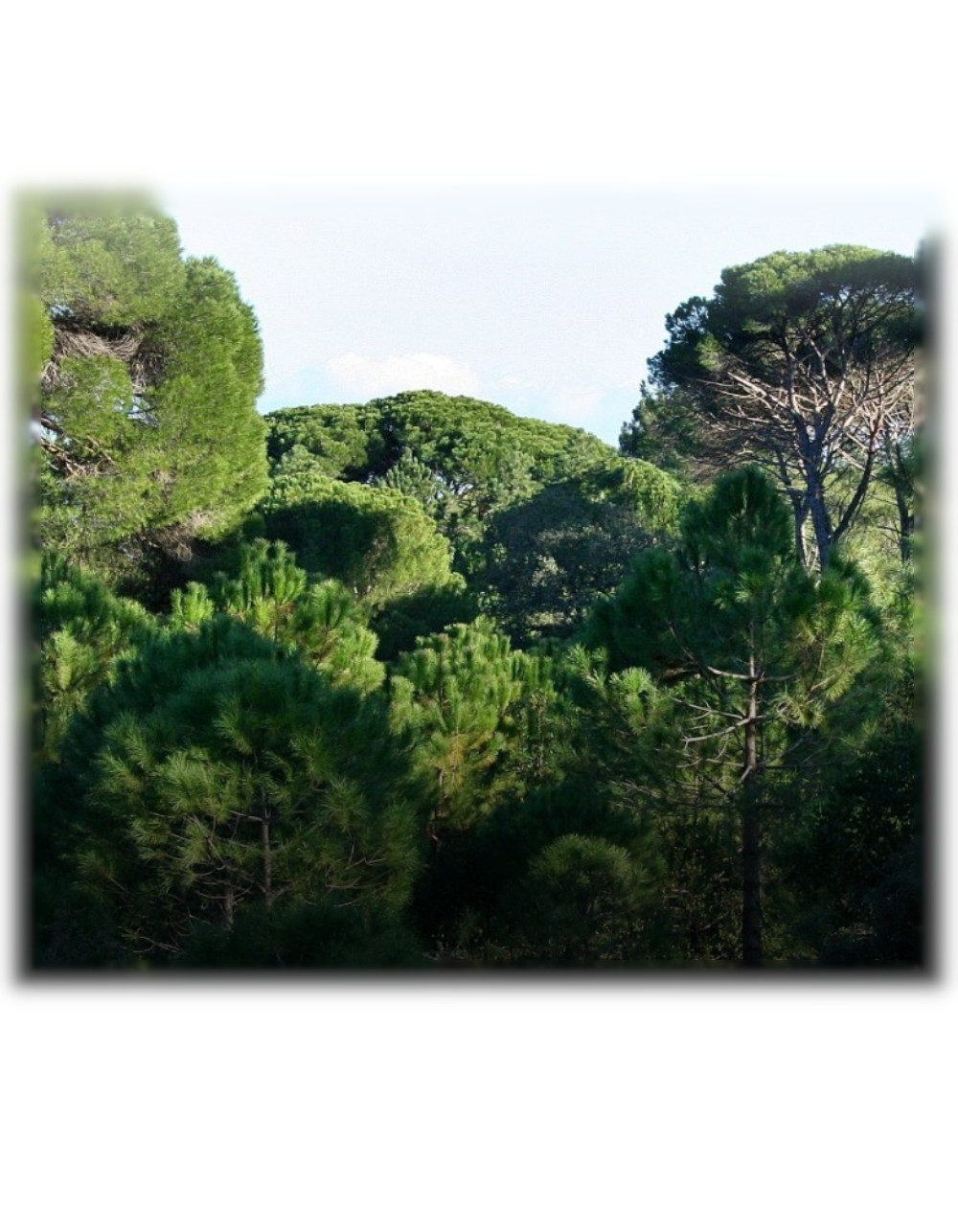 Programa Floresta Ativa
