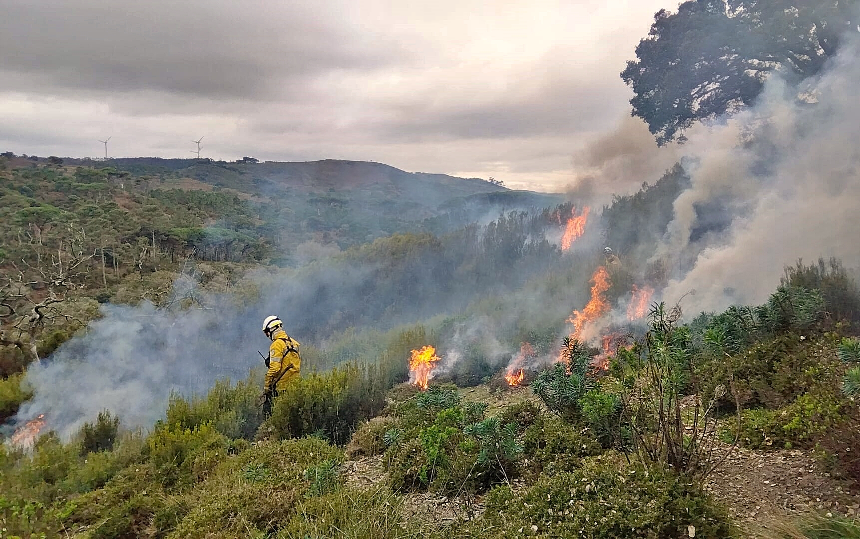 Operações de Fogo Controlado na Tapada Nacional de Mafra 