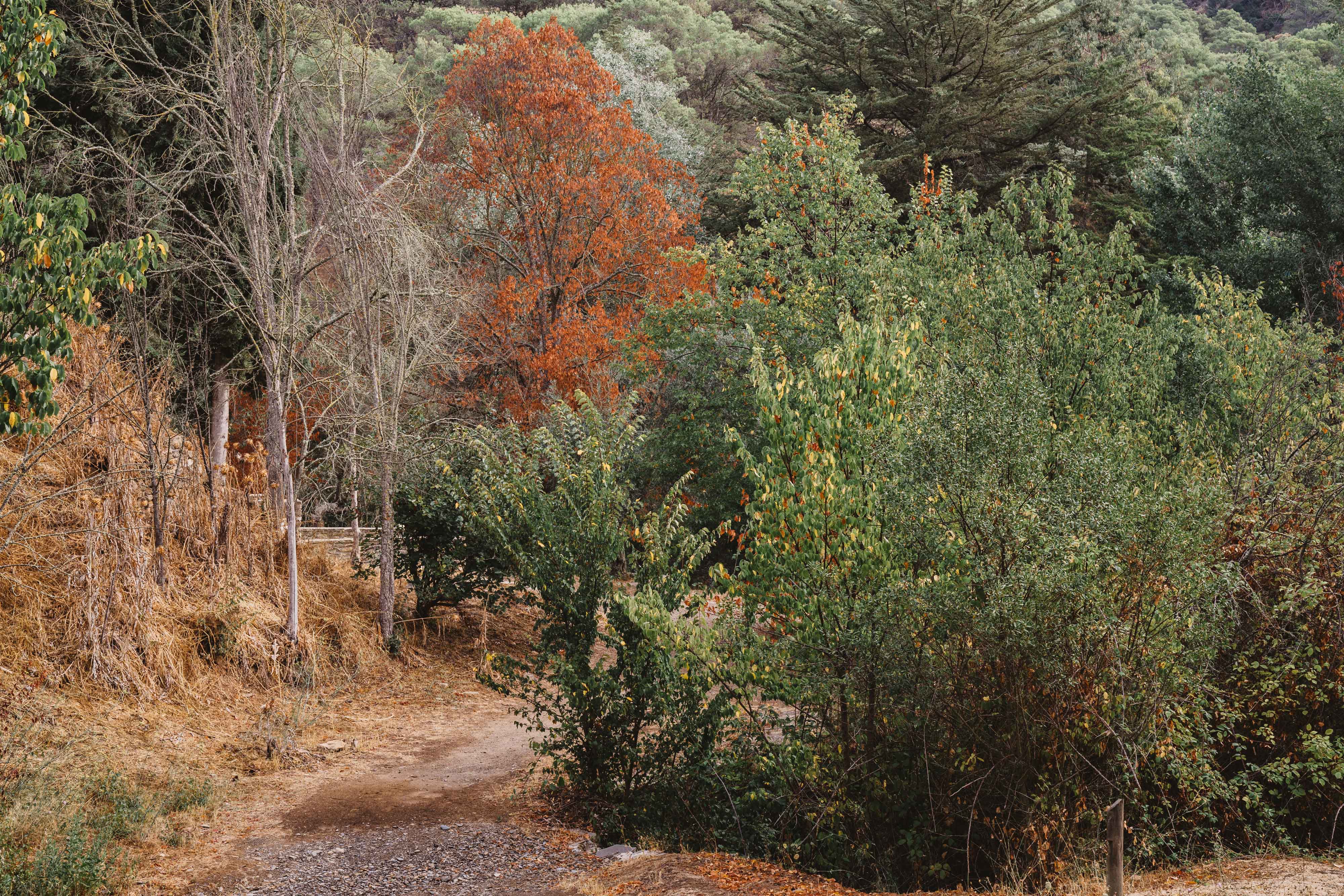 Forest Resilience  Bonds