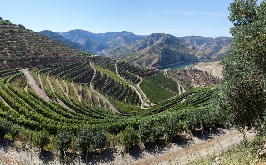 Artigo BUPi e Gestão Florestal